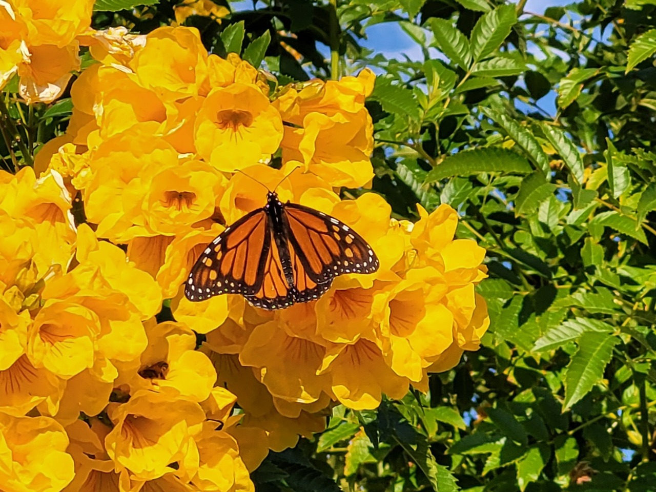 11 29 2023 November Monarch Activity